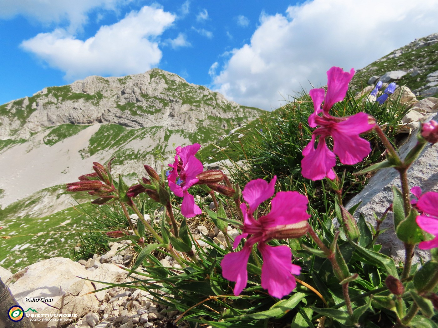 44 Silene elisabethae (Silene di Elisabetta) con vista in Corna Piana.JPG